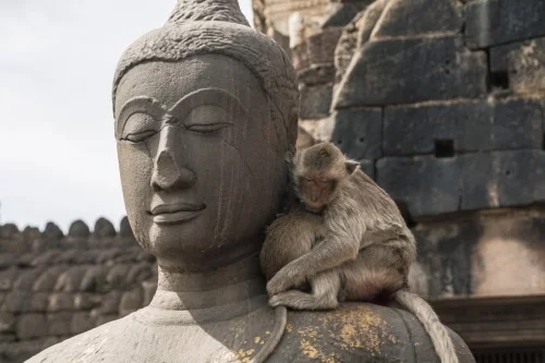 Lopburi - monkey city - Thailand