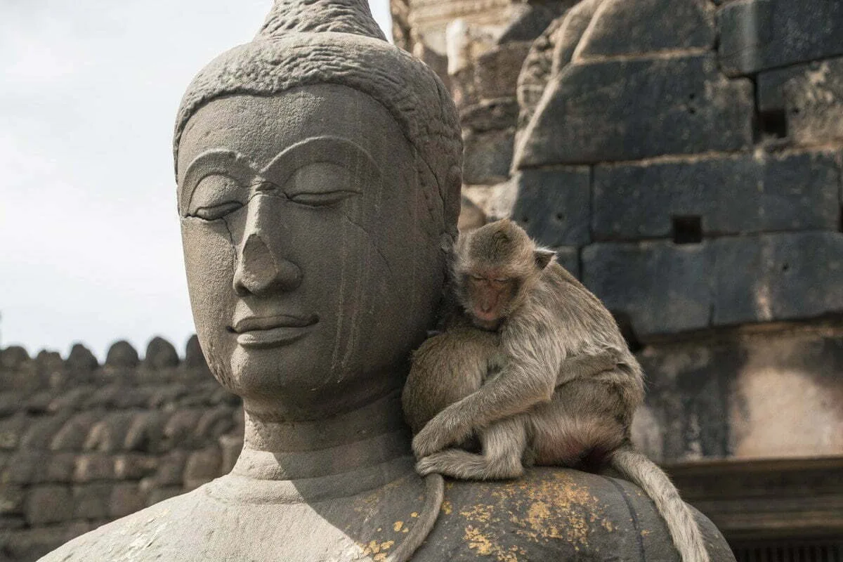 Lopburi - monkey city - Thailand