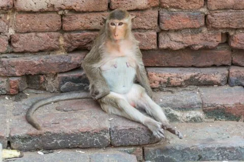 Lopburi - monkey city - Thailand
