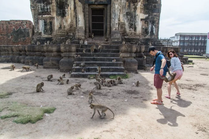 Lopburi - monkey city - Thailand