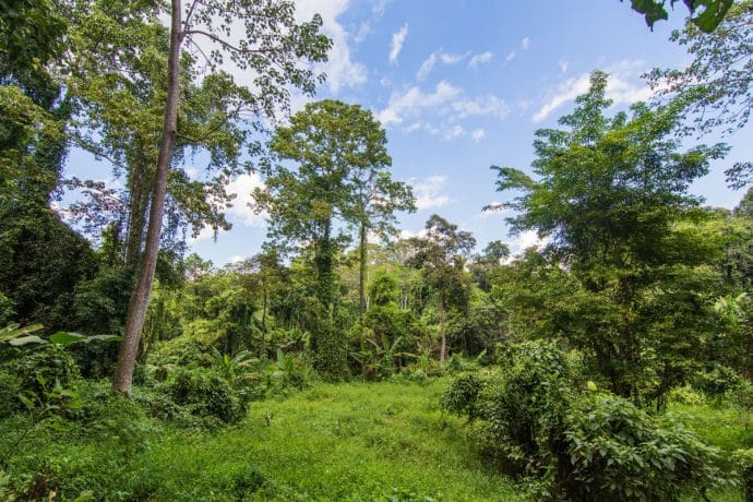 forêt entourant la fontaine aux sept couleurs Chet Si