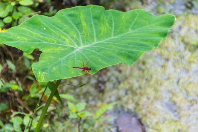 libellule sur une feuille à la fontaine aux sept couleurs Chet Si