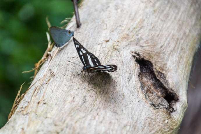 papillon sur un tronc à la fontaine aux sept couleurs Chet Si