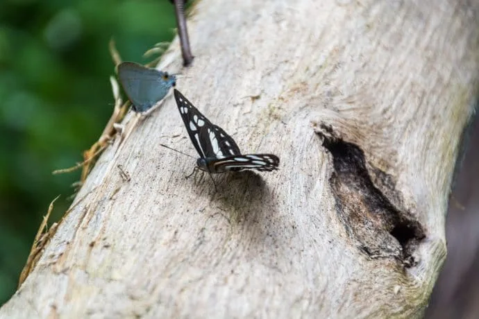 butterfly on a tree trunk at the seven-color fountain Chet Si