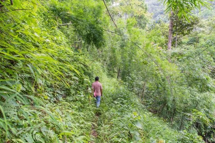 chiang dao waterfall trek - thailand