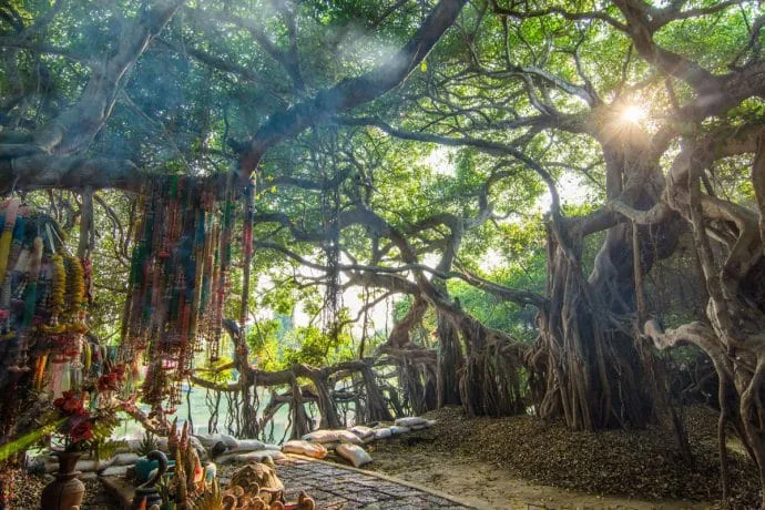 banyan tree phimai