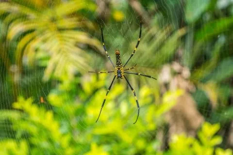 Luang Namtha - Laos