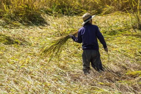 Luang Namtha rice field - Laos