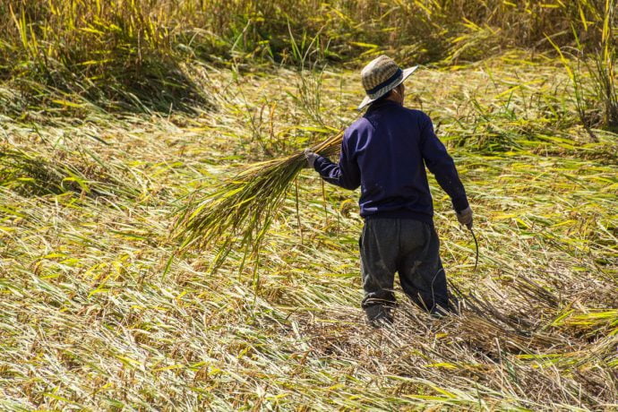 rizière Luang Namtha - Laos