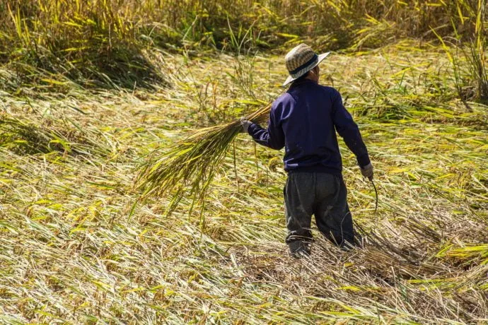 Luang Namtha rice field - Laos