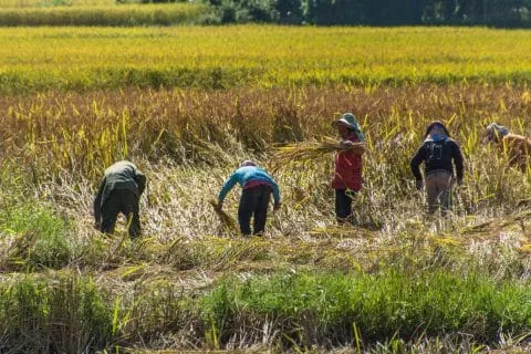 Luang Namtha rice field - Laos