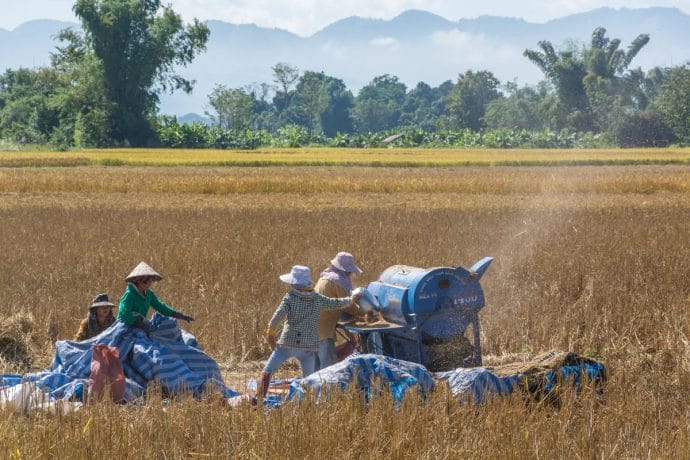 champs Luang Namtha - Laos