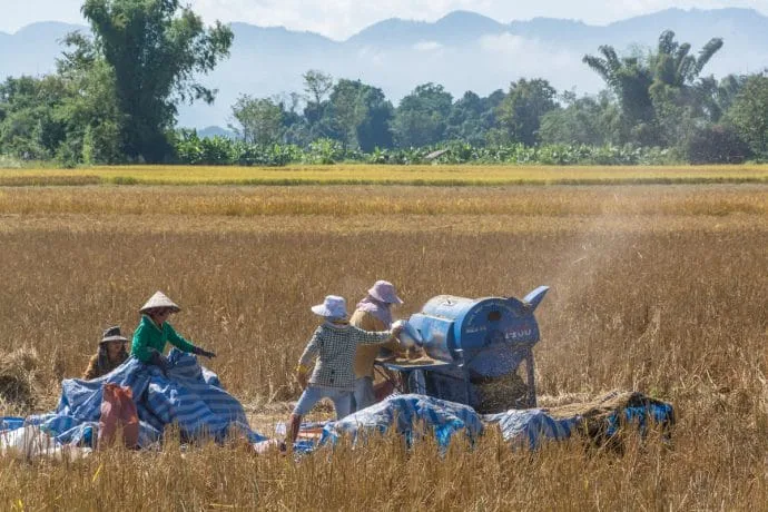 Luang Namtha fields - Laos