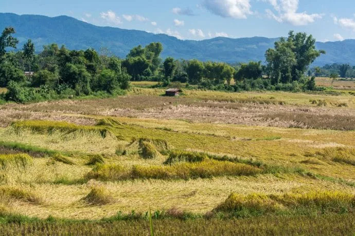 Harvesting rice from the fields in Luang Namtha.