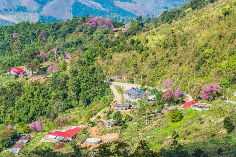 flowering trees at Doi Pha Tang