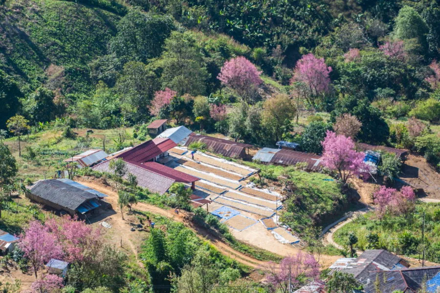 flowering trees doi pha tang