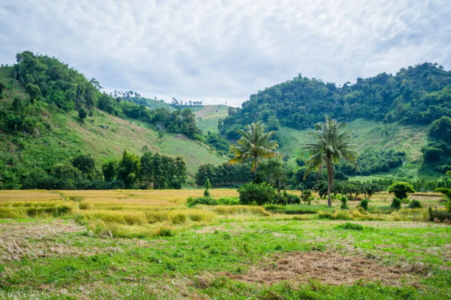 rice fields harvested ban pha lae chiang rai