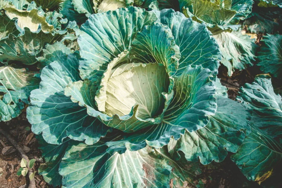 cabbages on the road to Doi Pha Tang