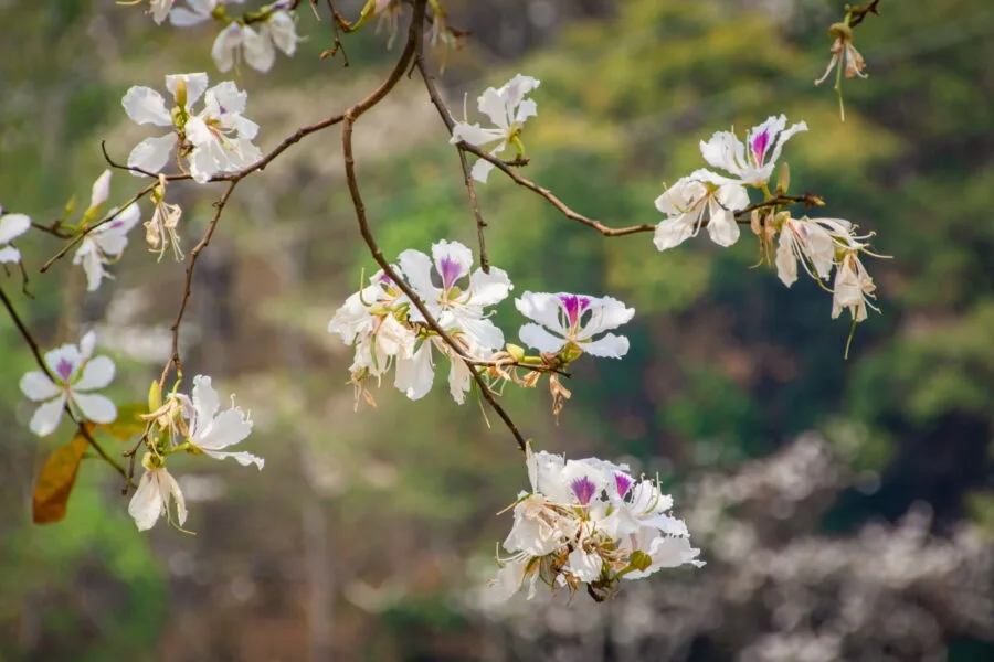sakura flowers in Phu Chi Fah mist heat March