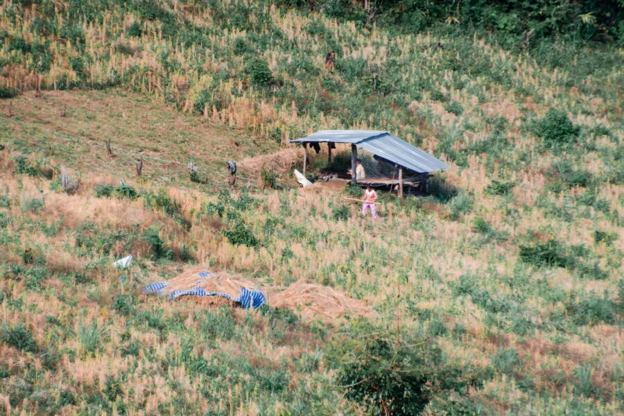 peasants in the fields doi pha tang