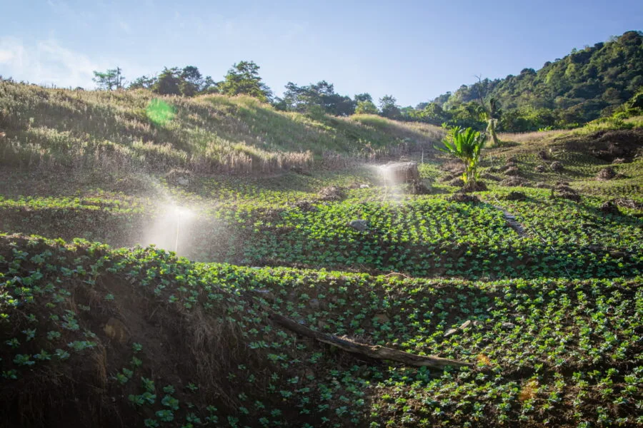 plantation on the road to Doi Pha Tang