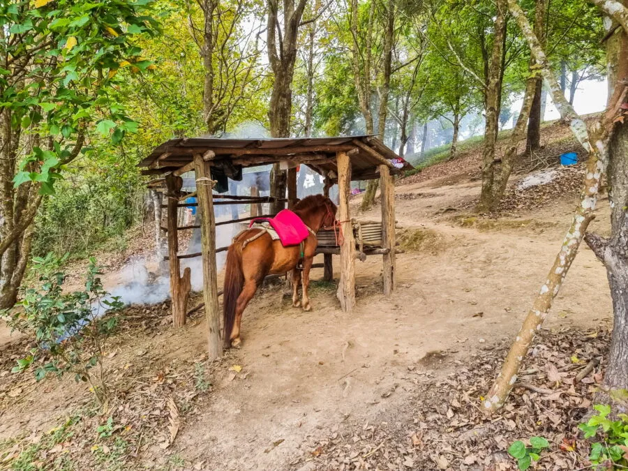 pony to climb Doi Pha Tang
