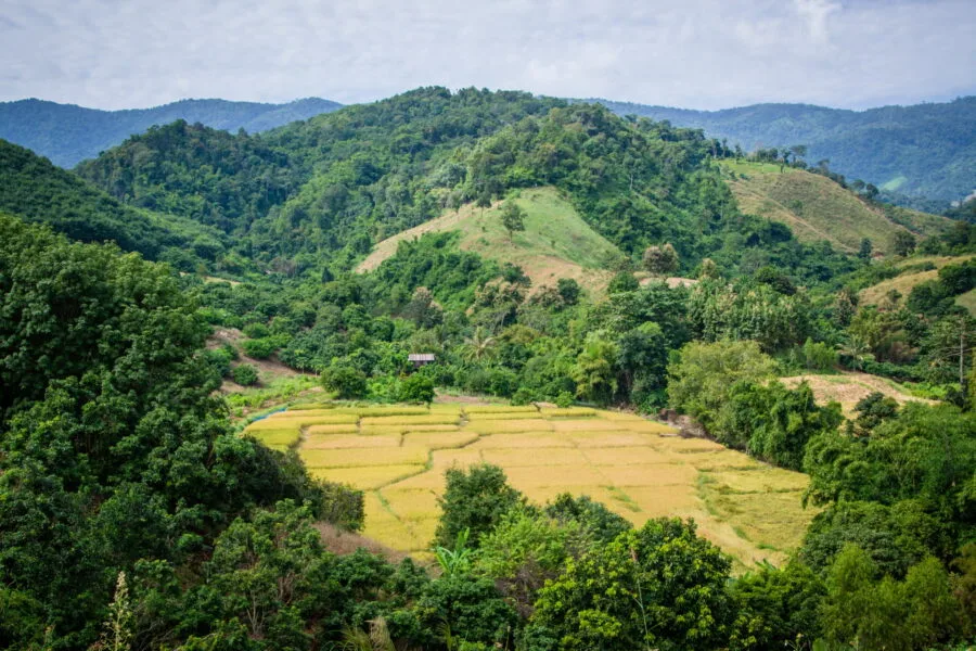 rice field visible along road going down doi pha tang