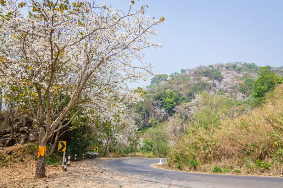 road lined with sakuras Phu Chi Fah mist heat March