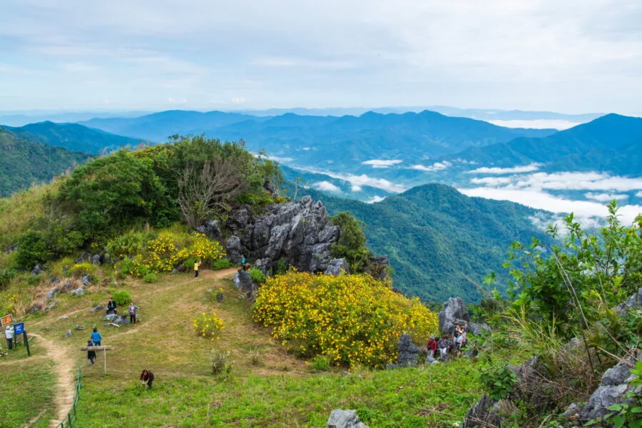 Mexican sunflowers with doi pha tang