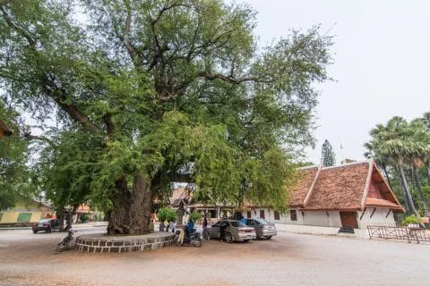 big tree wat phra that lampang luang