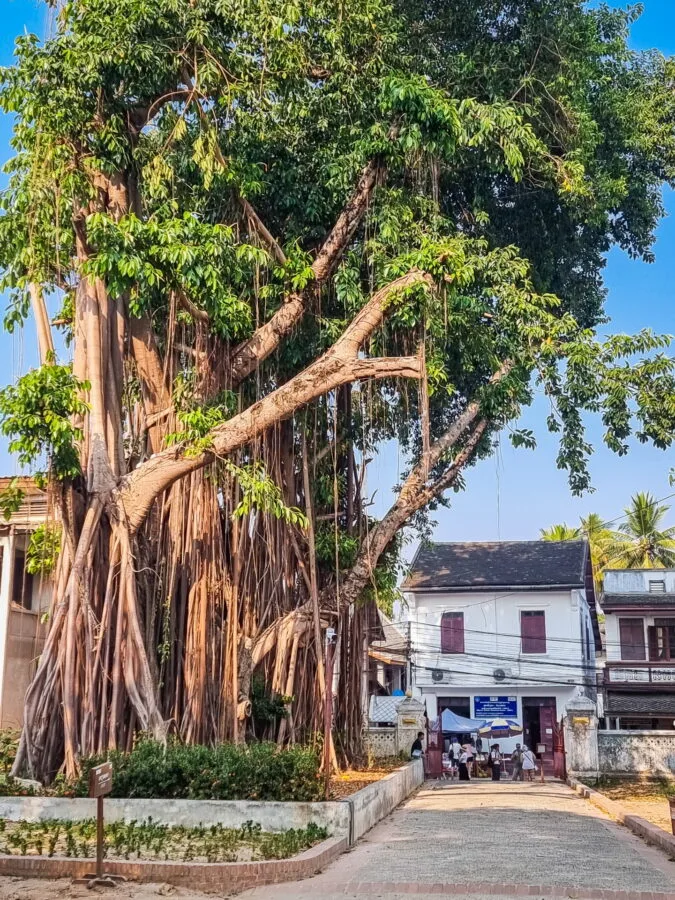banyan tree royal palace luang prabang
