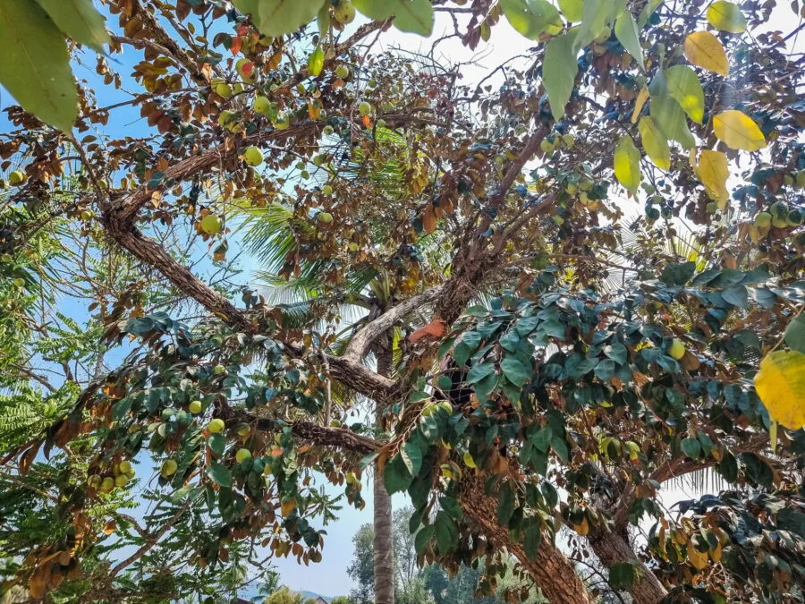 kid fruit tree luang prabang
