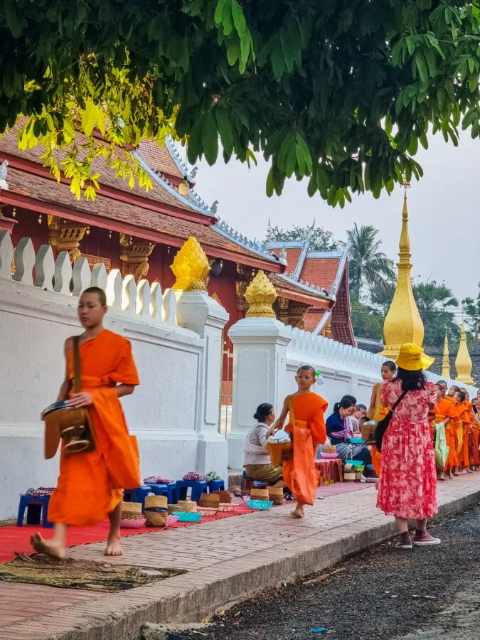 young monks tak bat ceremony luang prabang