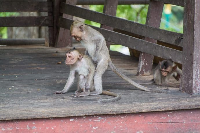 singes phetchaburi palais phra nakhon khiri khao wang