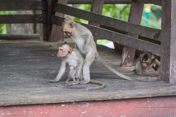 monkeys phetchaburi palace phra nakhon khiri khao wang