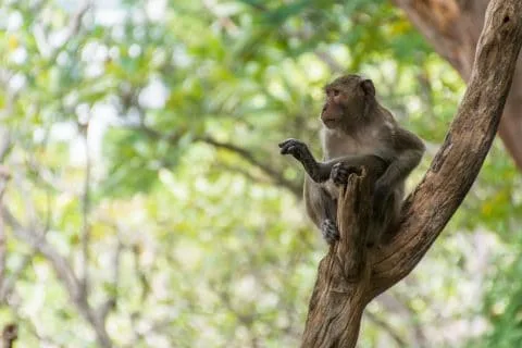 singes phetchaburi palais phra nakhon khiri khao wang