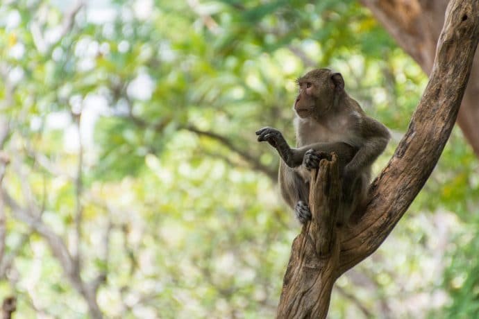singes phetchaburi palais phra nakhon khiri khao wang