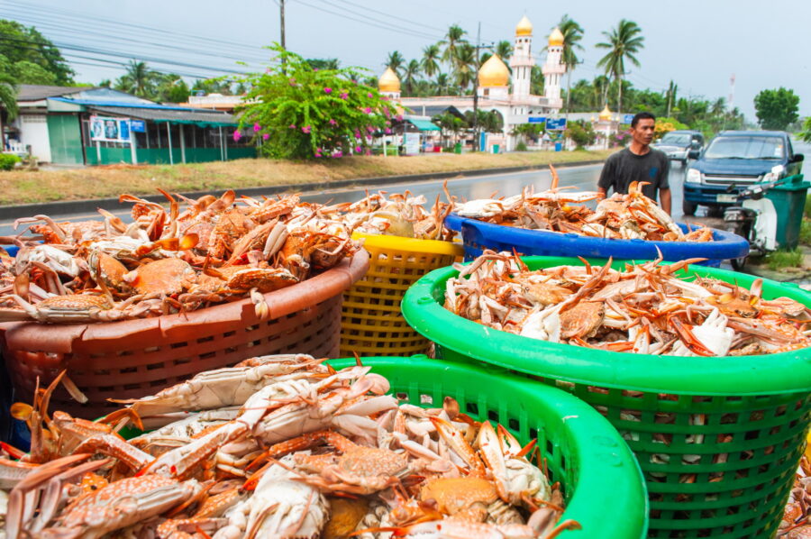 cargaison sortie poissonnerie tha sala nakhon si thammarat