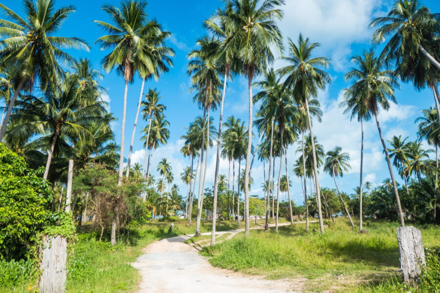 cocotiers bord de plage sichon nakhon si thammarat