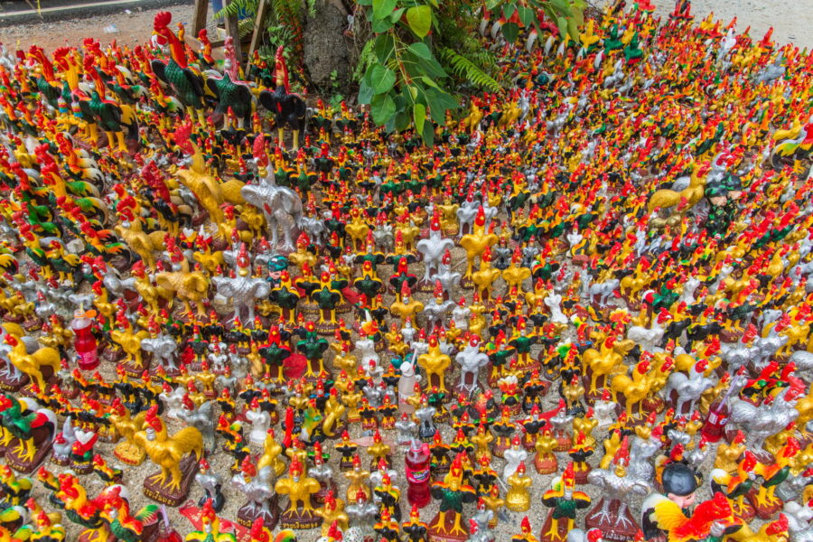 milliers de poulets au wat chedi (ai khai) nakhon si thammarat