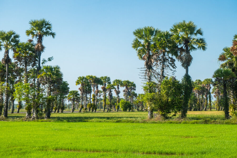 paysage du sud thailandais