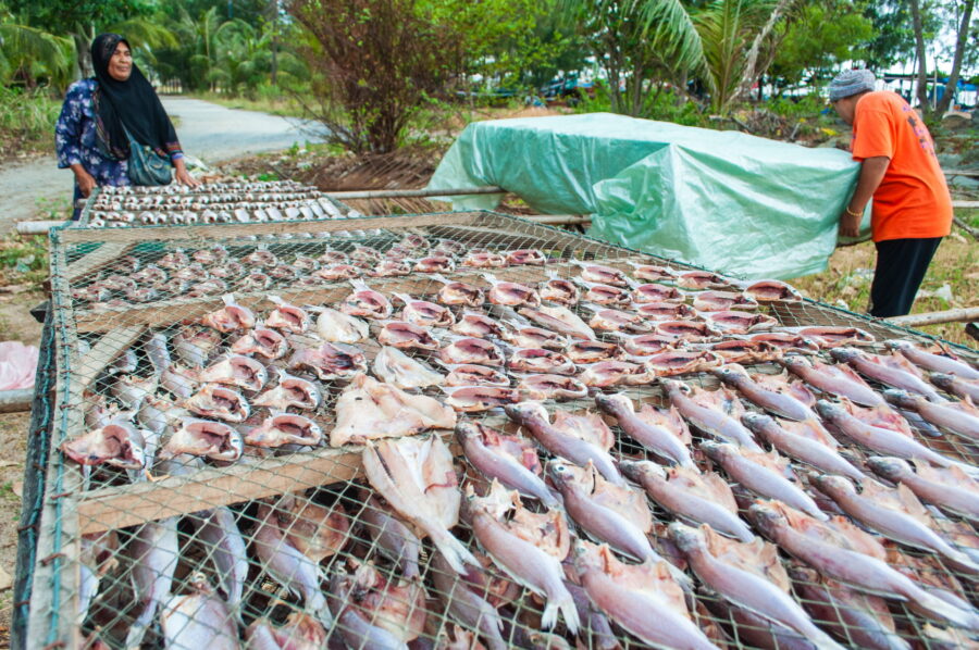 poissons qui sechent tha sala nakhon si thammarat