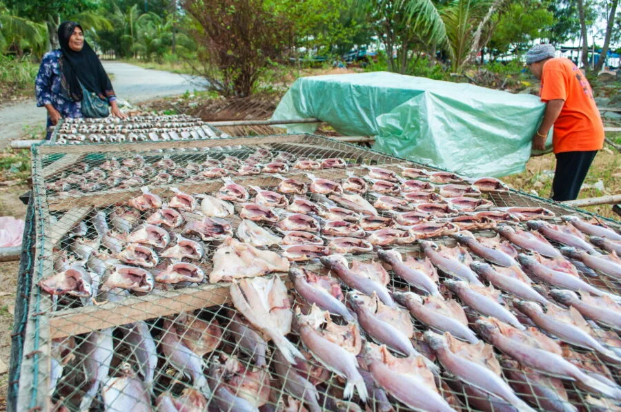 fish that dry tha sala nakhon si thammarat