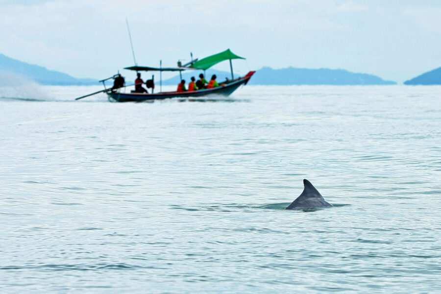 recherche des dauphins hat khanom mu ko thale tai