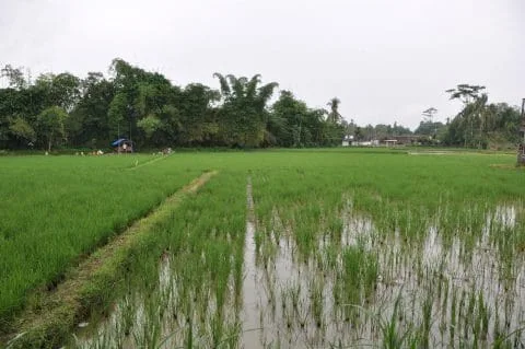 view-from-lotus-ii-guesthouse-borobudur
