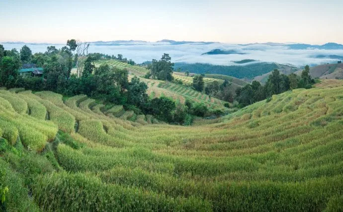 Baan Pa Pong Pieng Rice Terraces - Chiang Mai