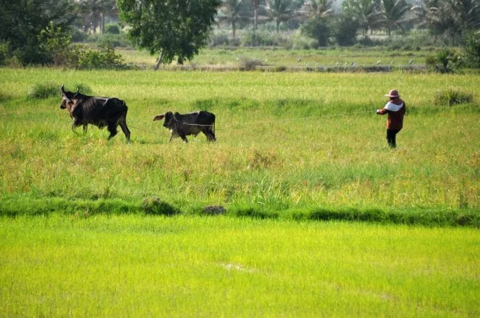 countryside near Sam Roi Yot