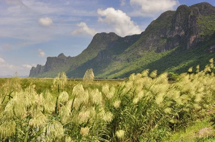 thung sam roi yot marsh - thailand