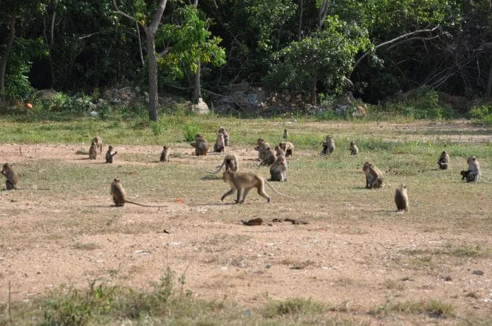 monkey temple khao daeng sam roi yot - thailand