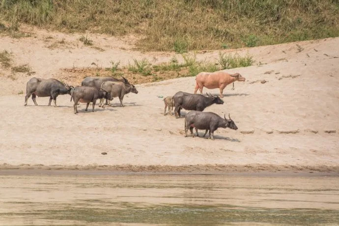 huay xai pakbeng journey - mekong cruise laos